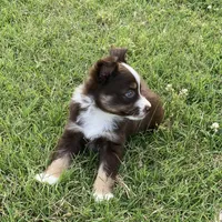 Liam, a male Miniature Australian Shepherd for sale in Crescent, OK – 7 of 7
