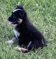 Skylar, a female Miniature Australian Shepherd for sale in Crescent, OK – 3 of 7