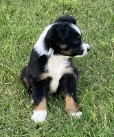 Nickee, a male Miniature Australian Shepherd for sale in Crescent, OK – 5 of 7
