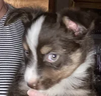 Liam, a male Miniature Australian Shepherd for sale in Crescent, OK – 2 of 7