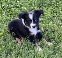 Nickee, a male Miniature Australian Shepherd for sale in Crescent, OK – 7 of 7