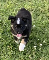 Skylar, a female Miniature Australian Shepherd for sale in Crescent, OK – 4 of 7