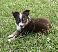 Liam, a male Miniature Australian Shepherd for sale in Crescent, OK – 5 of 7
