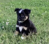Skylar, a female Miniature Australian Shepherd for sale in Crescent, OK – 2 of 7