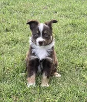 Liam, a male Miniature Australian Shepherd for sale in Crescent, OK – 3 of 7