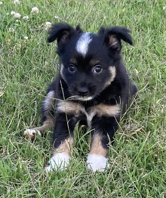 Skylar – Miniature Australian Shepherd puppy for sale in Crescent, OK
