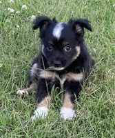 Skylar, a female Miniature Australian Shepherd for sale in Crescent, OK – 1 of 7