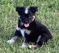 Skylar, a female Miniature Australian Shepherd for sale in Crescent, OK – 6 of 7