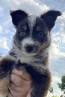Liam, a male Miniature Australian Shepherd for sale in Crescent, OK – 4 of 7