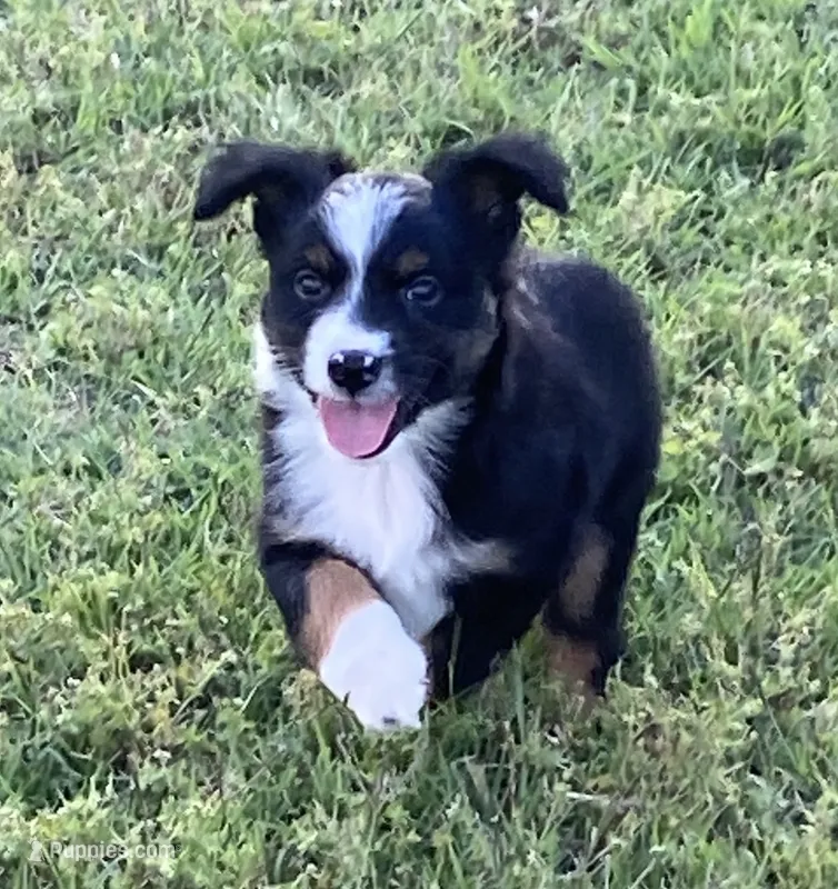 Nickee – Miniature Australian Shepherd puppy for sale in Crescent, OK