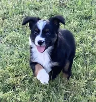 Nickee, a male Miniature Australian Shepherd for sale in Crescent, OK – 1 of 7