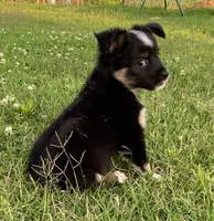 Skylar, a female Miniature Australian Shepherd for sale in Crescent, OK – 5 of 7