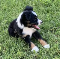 Nickee, a male Miniature Australian Shepherd for sale in Crescent, OK – 6 of 7