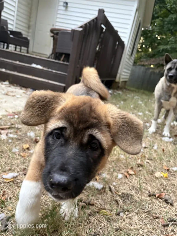Sandy – Akita puppy for sale in Kannapolis, NC
