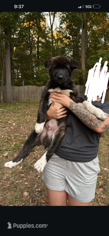 Roam – Akita puppy for sale in Kannapolis, NC