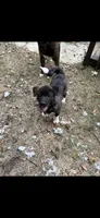 Roam, a male Akita for sale in Kannapolis, NC – 4 of 6