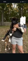 Roam, a male Akita for sale in Kannapolis, NC – 2 of 6
