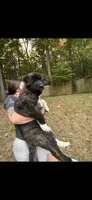 Roam, a male Akita for sale in Kannapolis, NC – 3 of 6