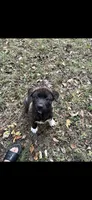 Roam, a male Akita for sale in Kannapolis, NC – 6 of 6