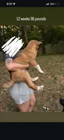 Sandy, a female Akita for sale in Kannapolis, NC – 2 of 3