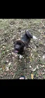 Roam, a male Akita for sale in Kannapolis, NC – 5 of 6