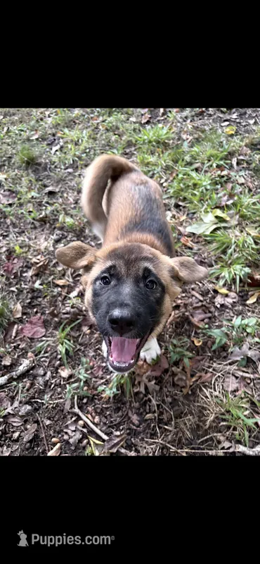 Sandy – Akita puppy for sale in Kannapolis, NC