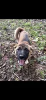 Sandy, a female Akita for sale in Kannapolis, NC – 1 of 3