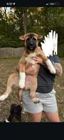 Sandy, a female Akita for sale in Kannapolis, NC – 3 of 3