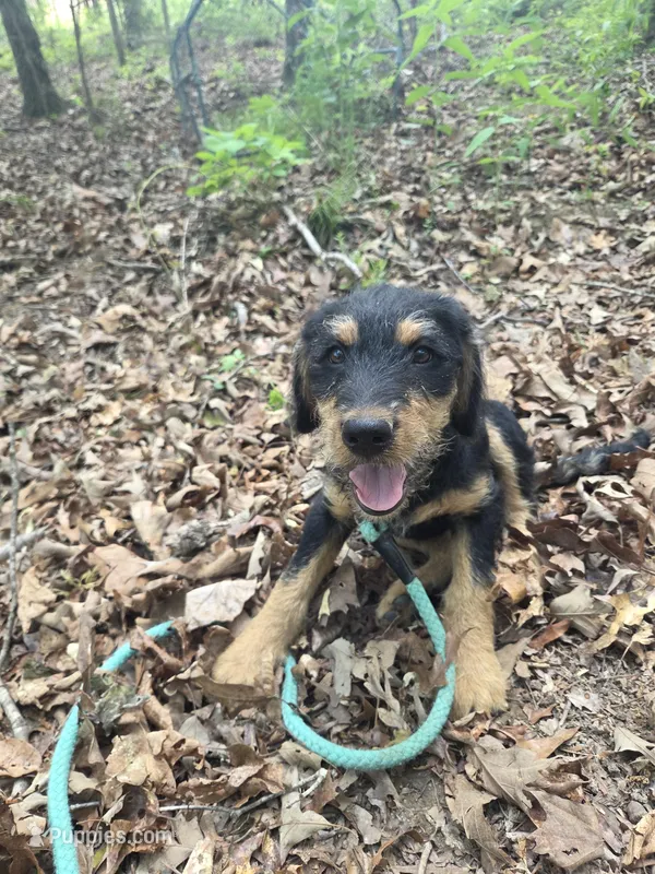 Shorty, a female Shepadoodle for sale in Mount Pleasant, TN – Photo 1 of 5