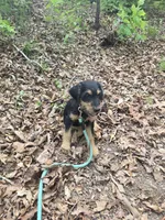 Shorty, a female Shepadoodle for sale in Mount Pleasant, TN – Photo 5 of 5