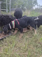 Shorty, a female Shepadoodle for sale in Mount Pleasant, TN – Photo 4 of 5