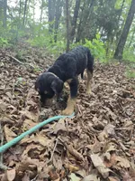 Shorty, a female Shepadoodle for sale in Mount Pleasant, TN – Photo 2 of 5
