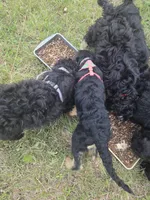 Shorty, a female Shepadoodle for sale in Mount Pleasant, TN – Photo 3 of 5