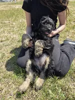 Snuggles , a female Shepadoodle for sale in Mount Pleasant, TN – Photo 4 of 6