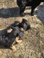 Snuggles , a female Shepadoodle for sale in Mount Pleasant, TN – Photo 5 of 6