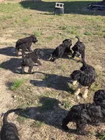 Snuggles , a female Shepadoodle for sale in Mount Pleasant, TN – Photo 6 of 6