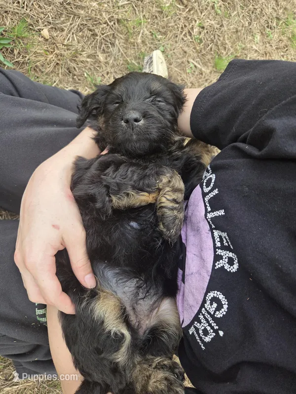 Snuggles , a female Shepadoodle for sale in Mount Pleasant, TN – Photo 1 of 6