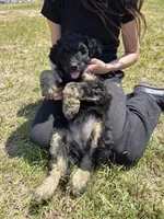Snuggles , a female Shepadoodle for sale in Mount Pleasant, TN – Photo 3 of 6