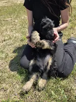 Snuggles , a female Shepadoodle for sale in Mount Pleasant, TN – Photo 2 of 6