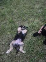 Abby, a female Shepadoodle for sale in Mount Pleasant, TN – Photo 5 of 6