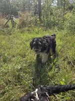 Abby, a female Shepadoodle for sale in Mount Pleasant, TN – Photo 6 of 6