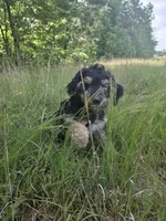 Abby, a female Shepadoodle for sale in Mount Pleasant, TN – Photo 4 of 6