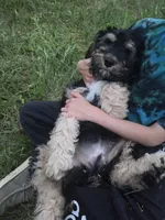Abby, a female Shepadoodle for sale in Mount Pleasant, TN – Photo 3 of 6