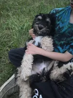 Abby, a female Shepadoodle for sale in Mount Pleasant, TN – Photo 2 of 6