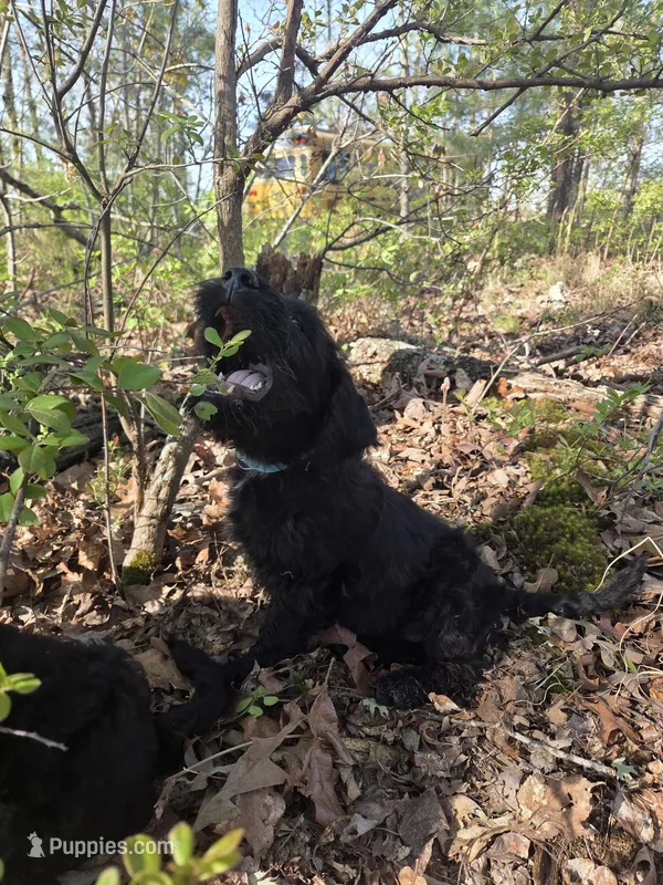 Little Boy – Shepadoodle puppy for sale in Mount Pleasant, TN