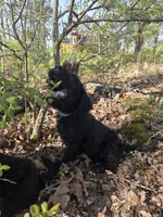 Little Boy, a male Shepadoodle for sale in Mount Pleasant, TN – Photo 1 of 5