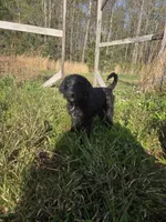Little Boy, a male Shepadoodle for sale in Mount Pleasant, TN – Photo 2 of 5