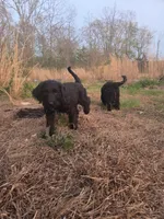 Little Boy, a male Shepadoodle for sale in Mount Pleasant, TN – Photo 4 of 5