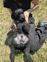 Little Boy, a male Shepadoodle for sale in Mount Pleasant, TN – Photo 3 of 5