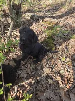 Little Boy, a male Shepadoodle for sale in Mount Pleasant, TN – Photo 5 of 5